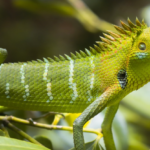 Tajemný svět chameleonů: Poznejte mistra kamufláže